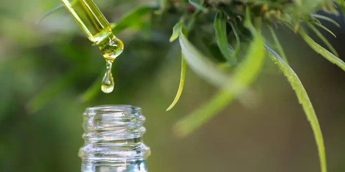 Революцията на продуктите с CBD (канабидиол): Защо са толкова популярни?